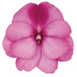 Impatiens New Guinea Clockwork "Bicolour Lilac" - во саксија Ø12
